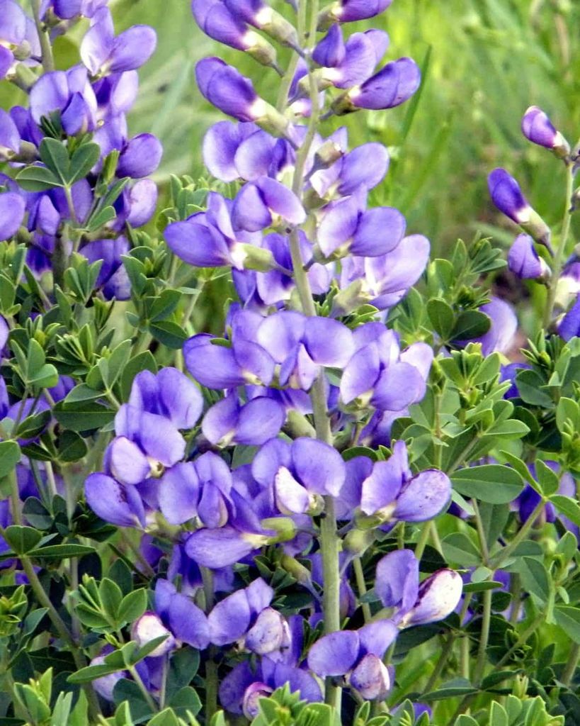 Patsy Ann Brown Profile Photo