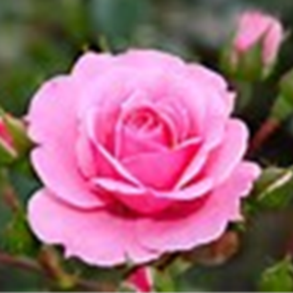 Doris L Garringer