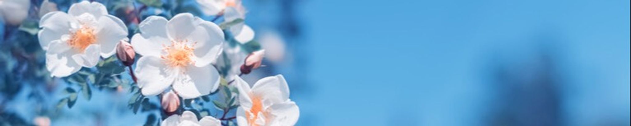 Cover photo for Jean C. Mapa's Obituary