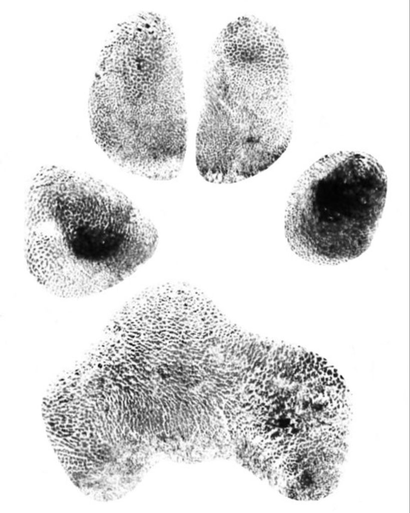 Atlas Quivera Profile Photo