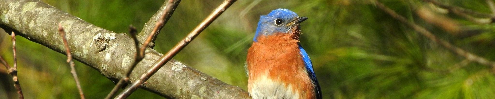 Cover for Ann Insinina's Obituary