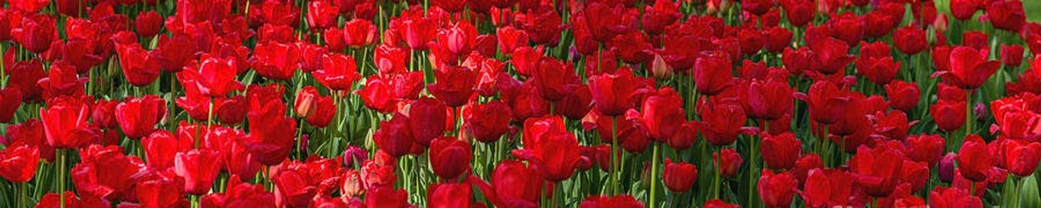 Cover photo for Sally Kaye Gamble's Obituary