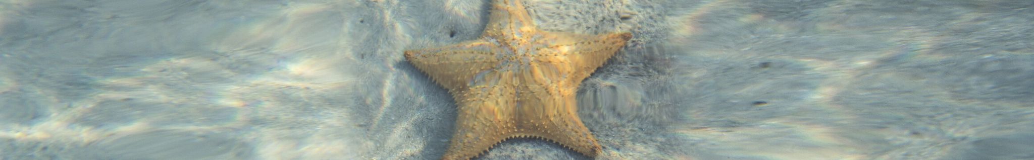 Cover for Carmelita Aparecida Morelo Reis's Obituary