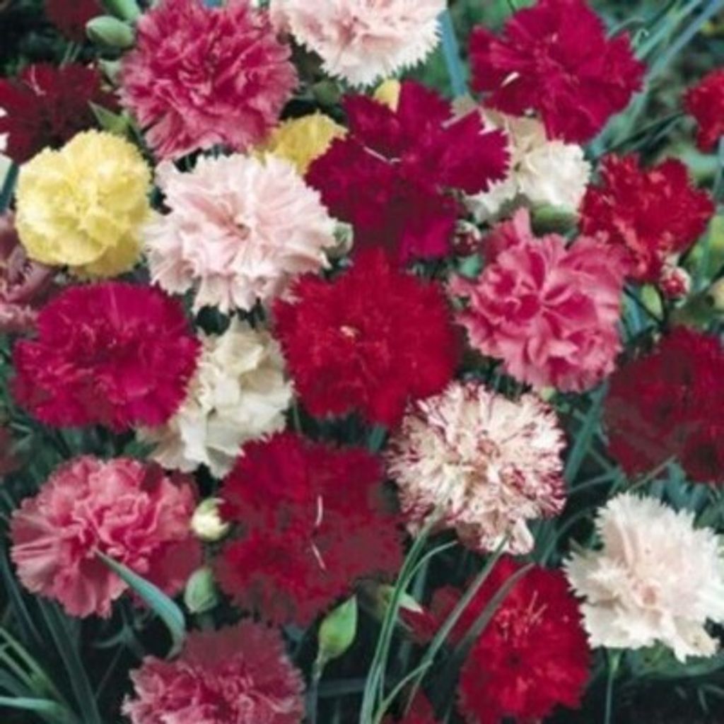 Cynthia Ann Bergendahl