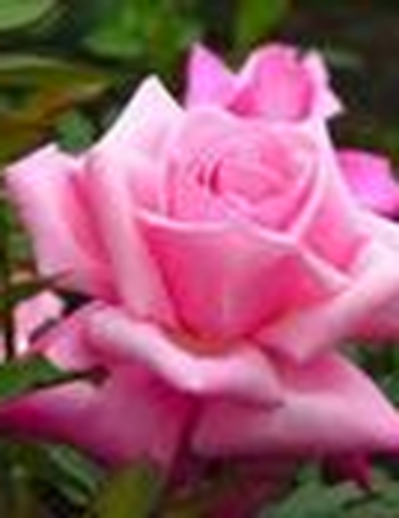 Deloris Jean  (Williams) Stanton