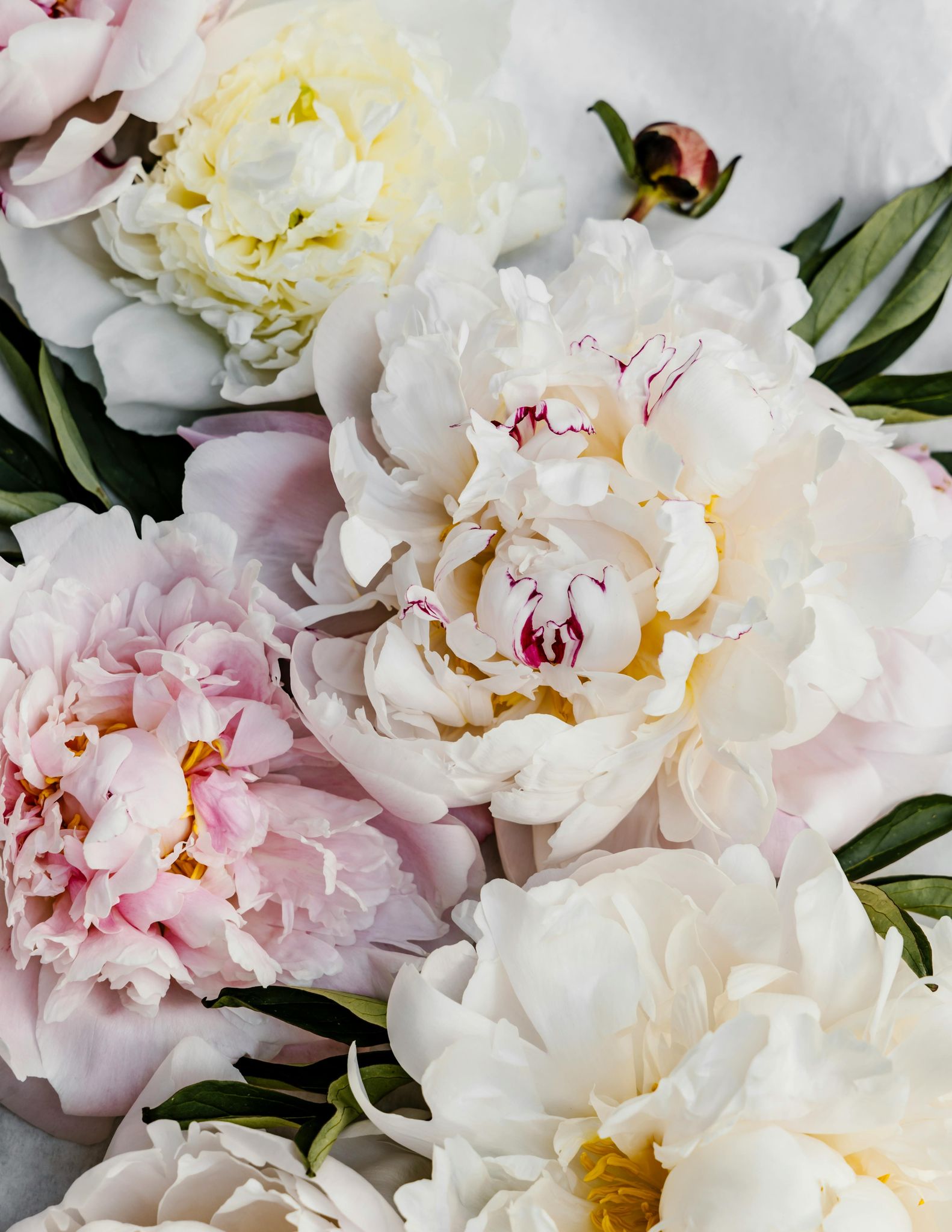 Cover for ANNA MARIE SMITH's Obituary