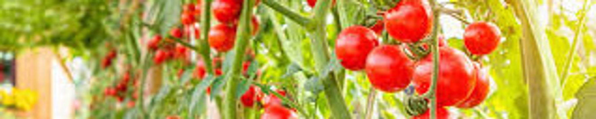 Cover for Donato Pasquale's Obituary