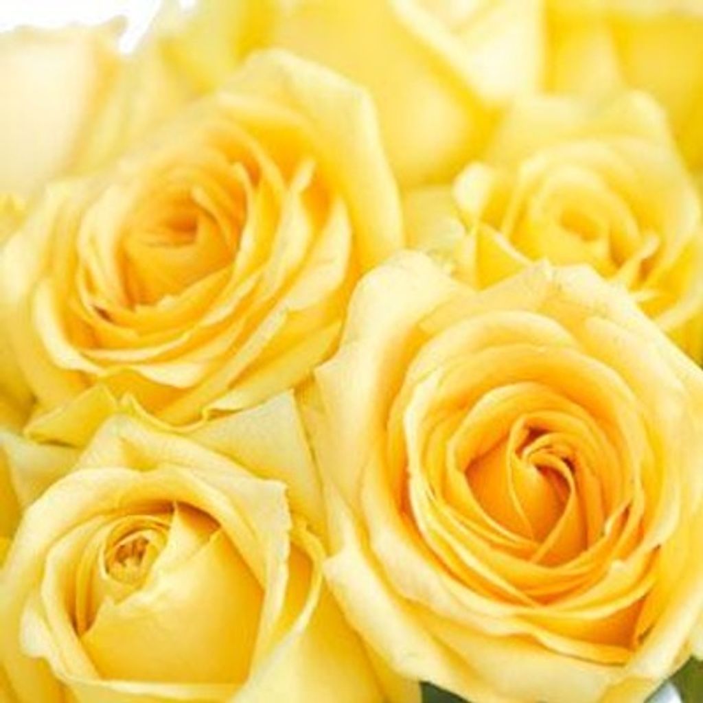 G. Carol Gross Profile Photo