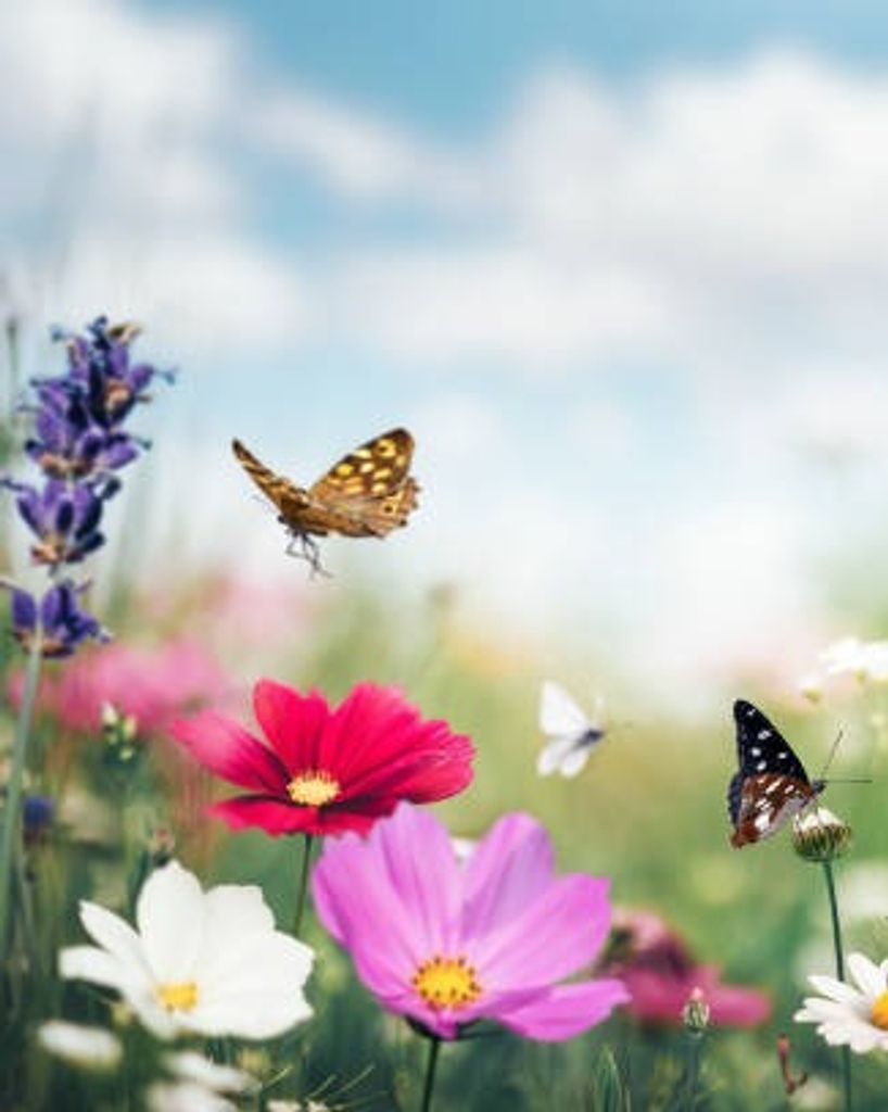 Dawn Brower Profile Photo