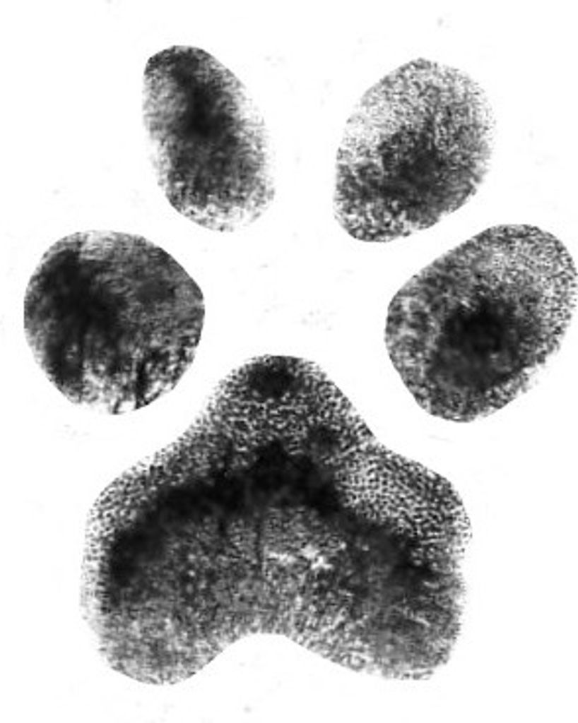 Skipper Little Profile Photo