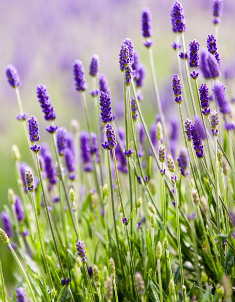 Barbara Ann (Mcconnell)  Bias Profile Photo