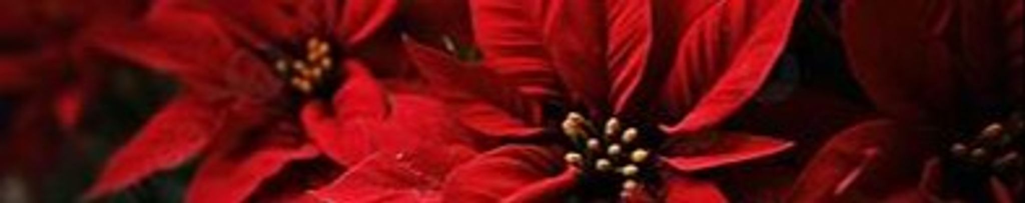 Cover for Service of Remembrance 2025's Obituary