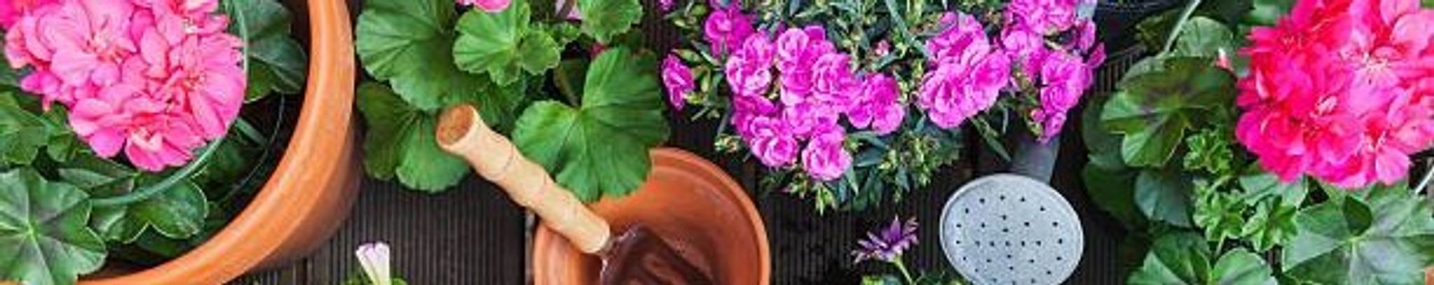 Cover for Jean Ellen Sutton's Obituary