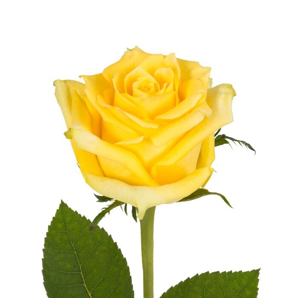 Ruth Ann (Litchfield)  Taylor