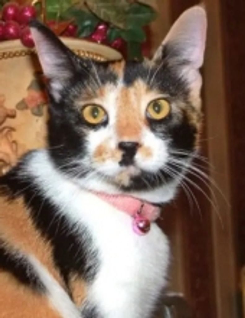 Lola Sammons Profile Photo