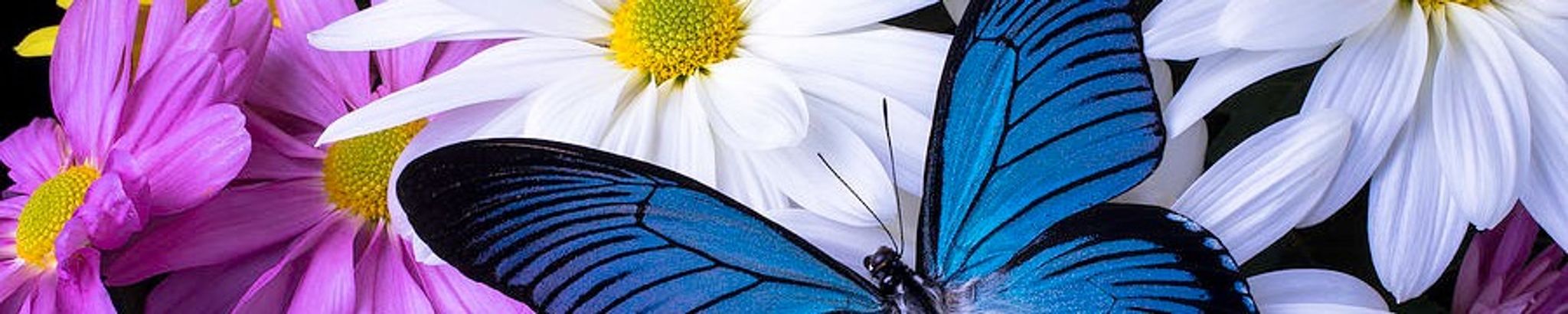 Cover photo for Lilian Cardona's Obituary