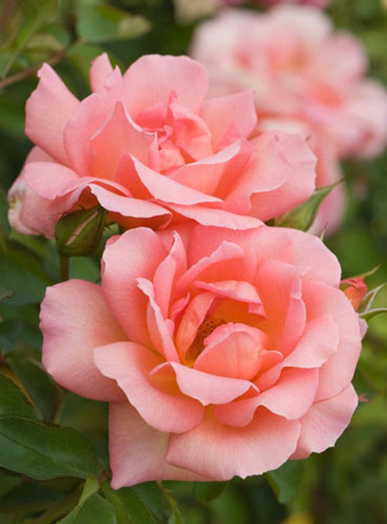 Sharon Lee (Perkins)  Pruitt