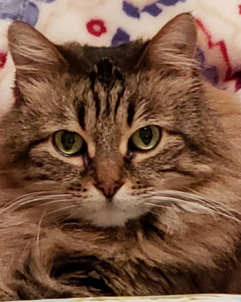 JoyBrown Thomas Profile Photo