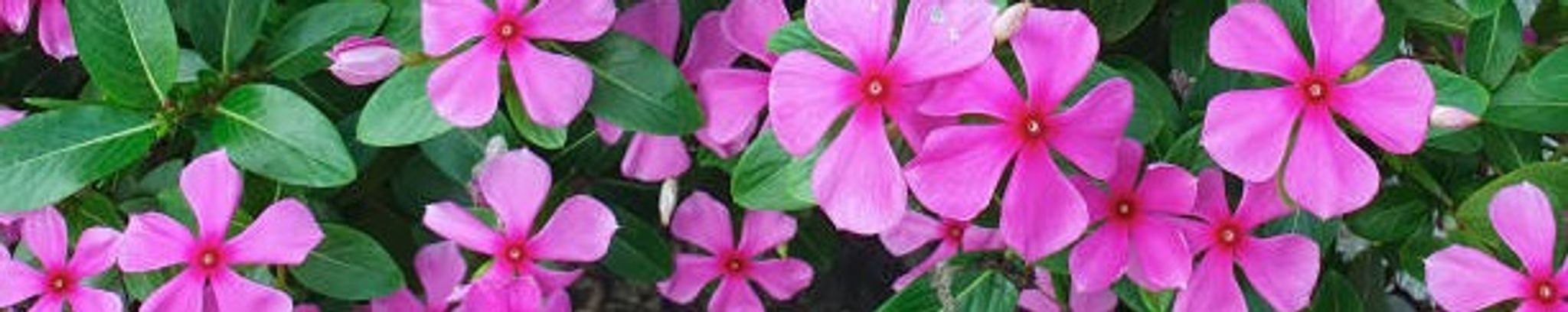 Cover photo for Anna Isabel Flores's Obituary