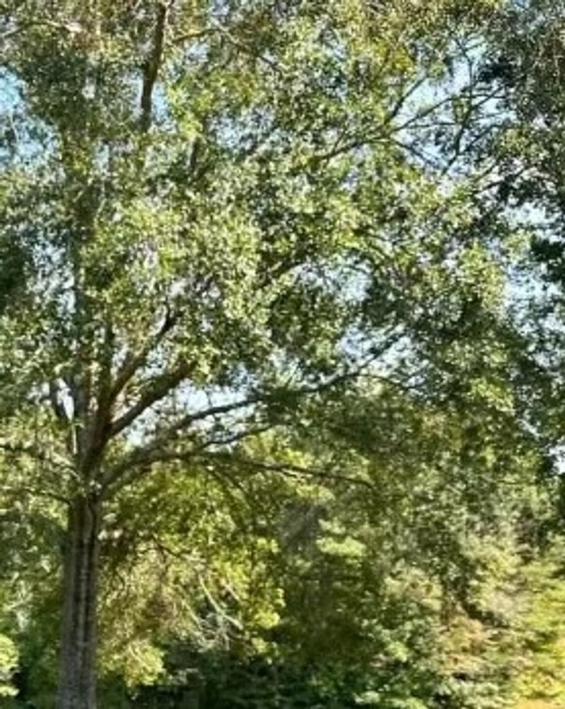 Robert "Bobby" Addison Profile Photo