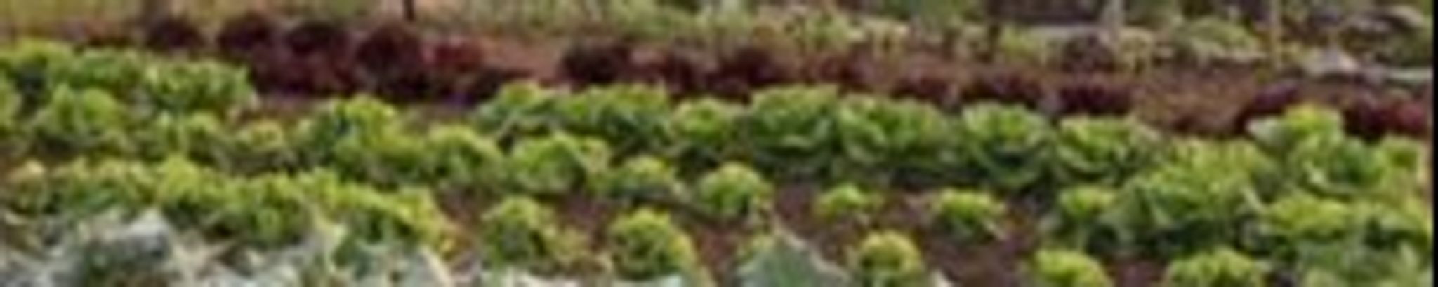 Cover for George T. Sellars, Jr's Obituary