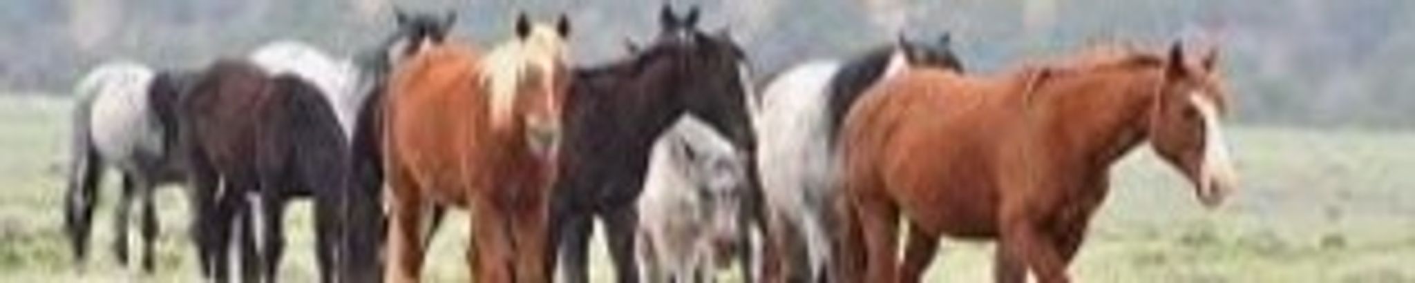 Cover for Nina Diana Terrell's Obituary