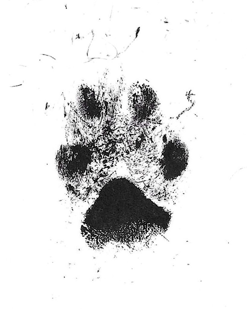 Rey Rey Vega Profile Photo