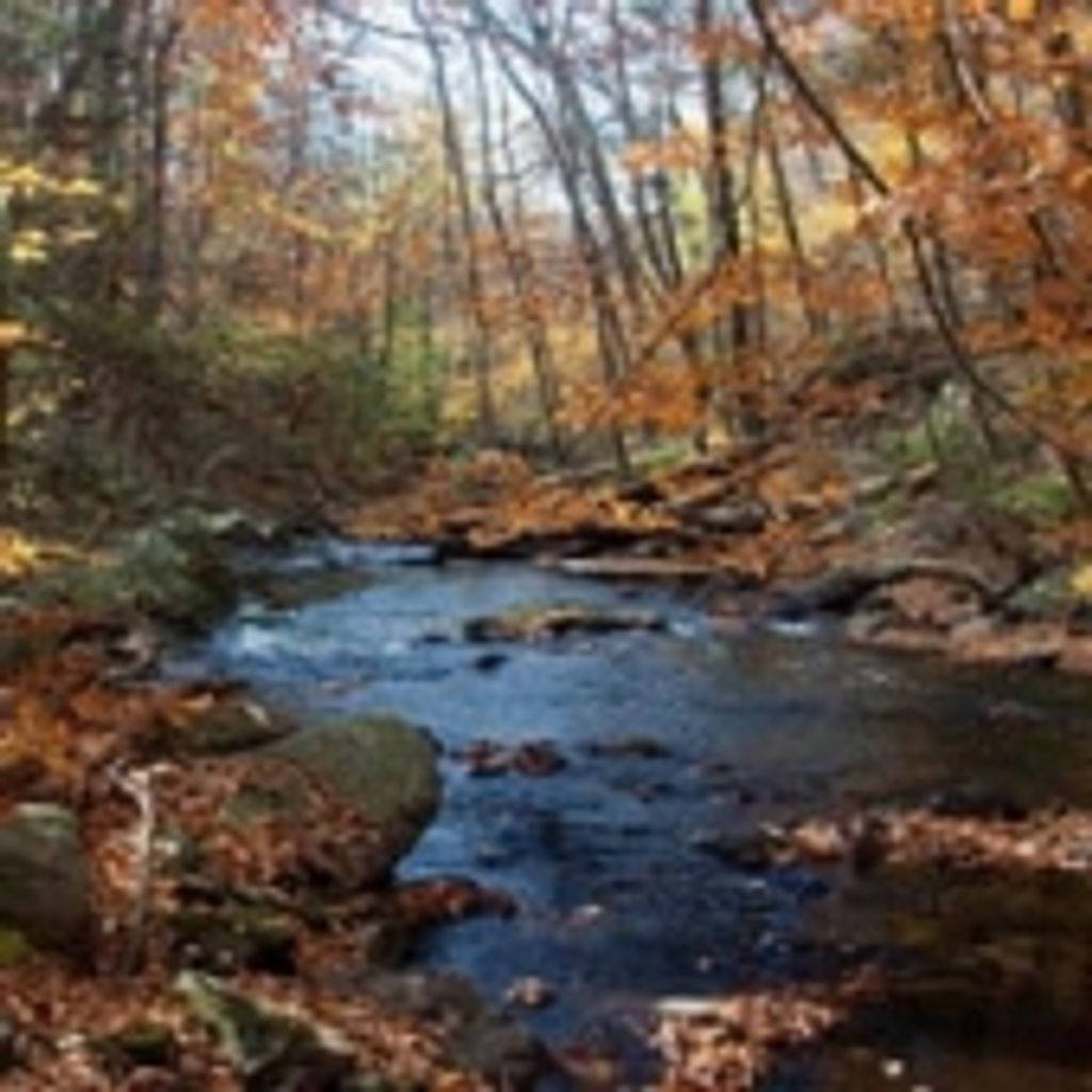 David Michael Magnus