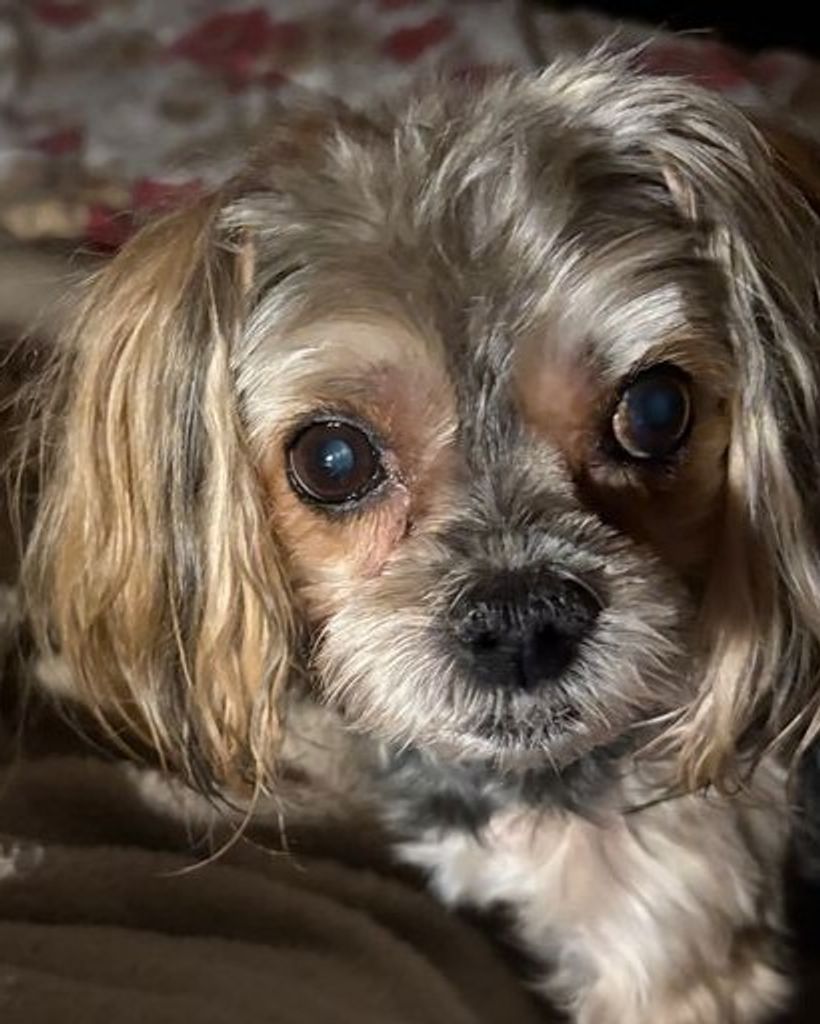 Brooklyn Henderson Profile Photo