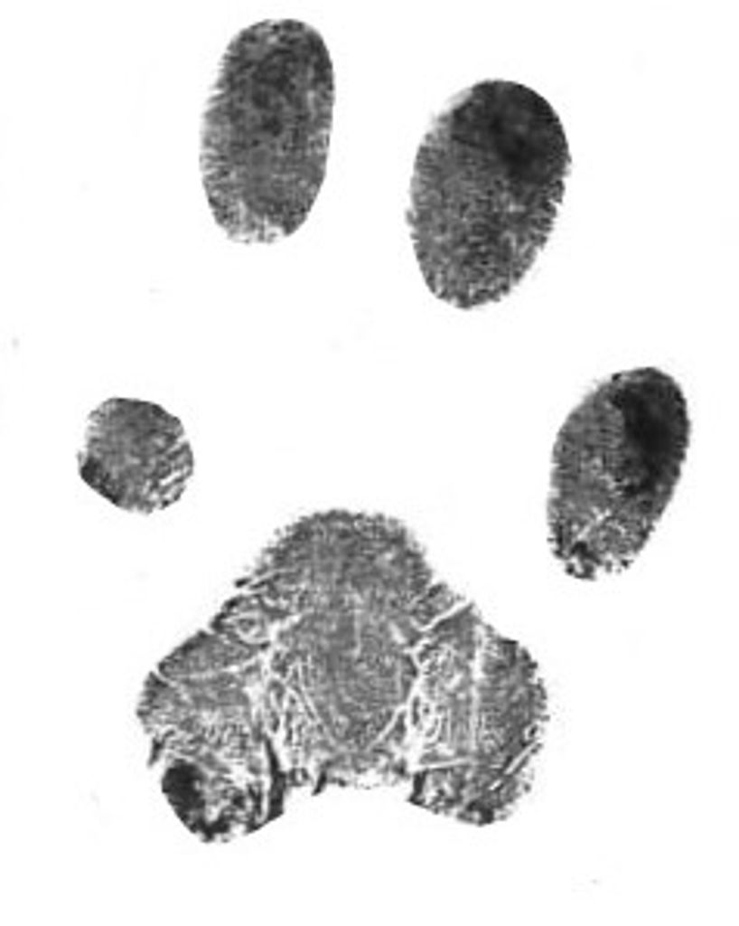 Baebi Eurey Profile Photo