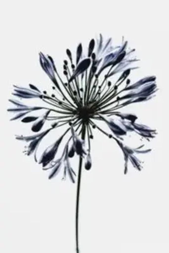 Marchita Denea Woodsen