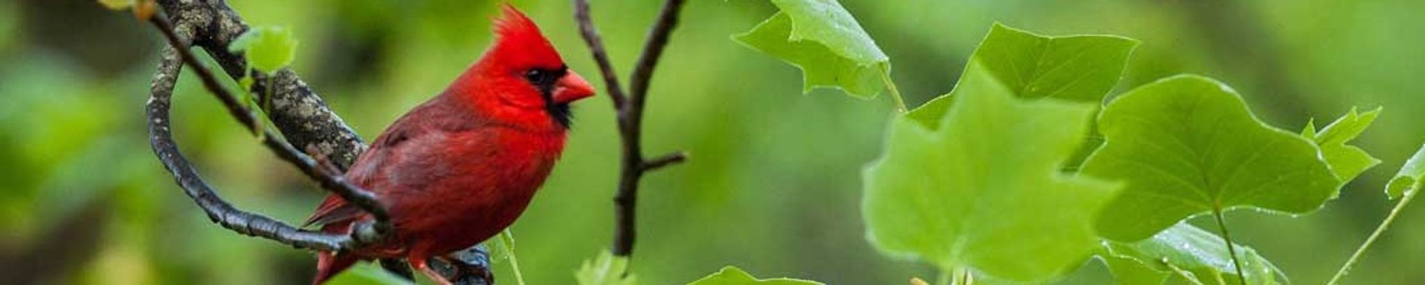 Cover for Alma Rosa G. Timmons's Obituary