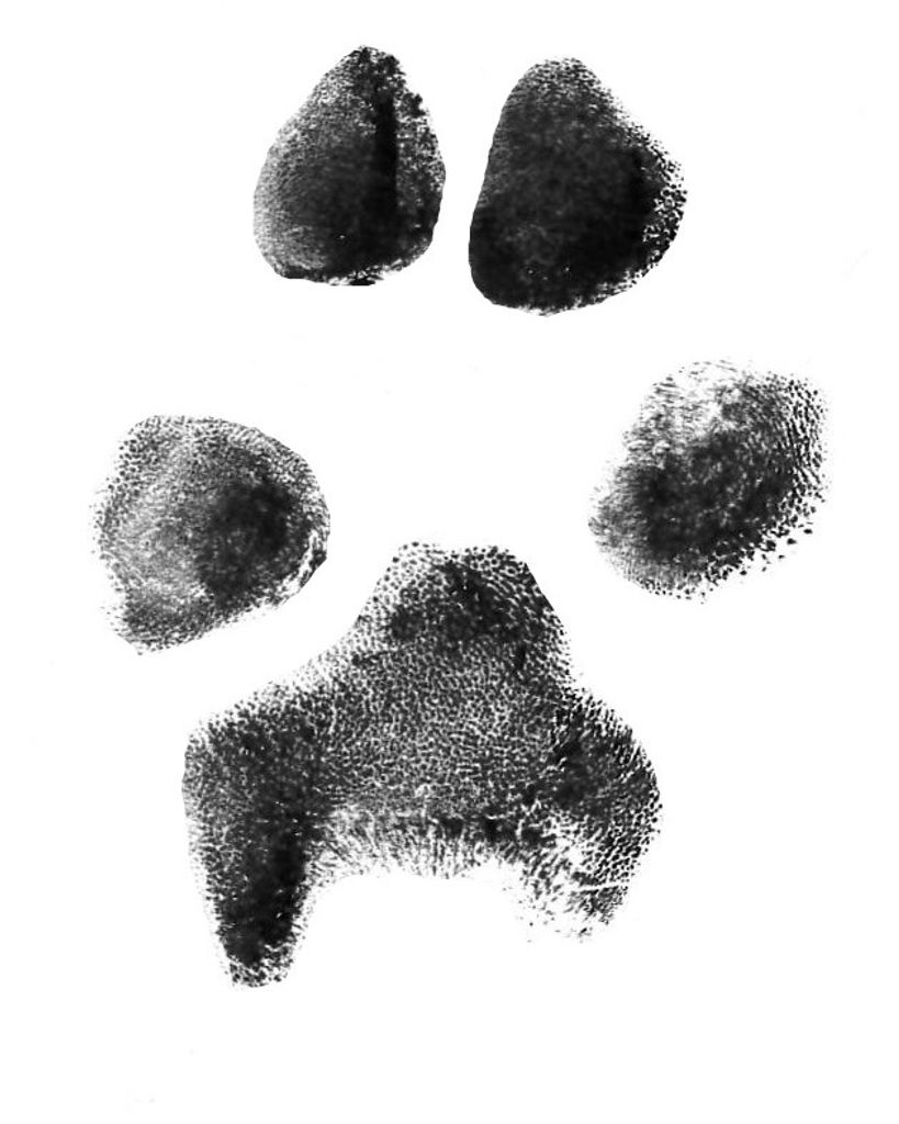 Boone Laney Profile Photo