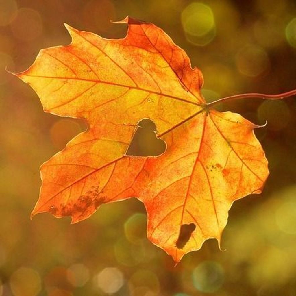 Karol B. Kawalec Profile Photo