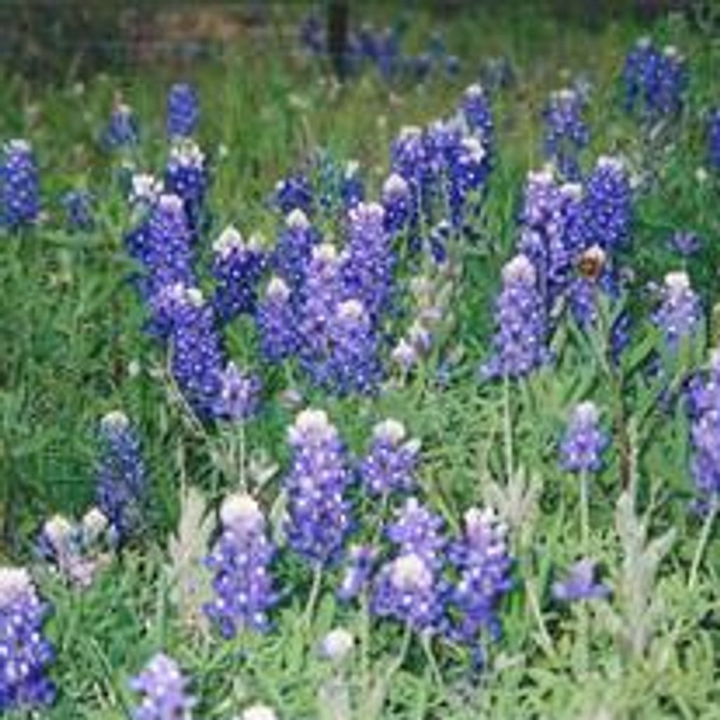 Faye Ellen Lapean Profile Photo