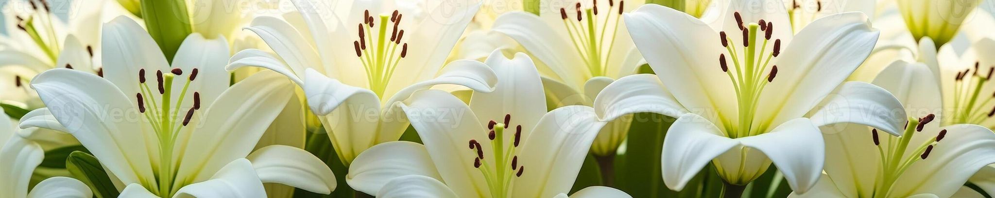 Cover for Betty Elchuk's Obituary