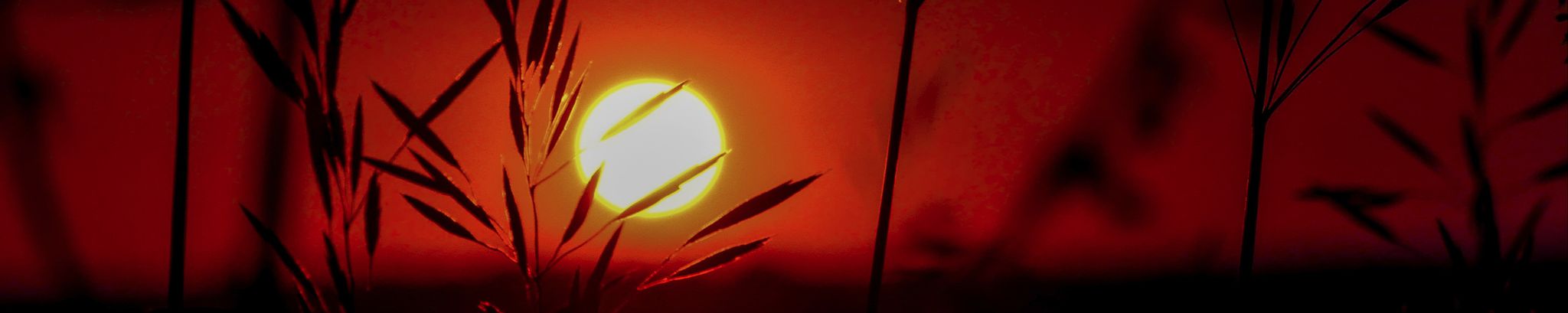 Cover for Catherine Bell's Obituary