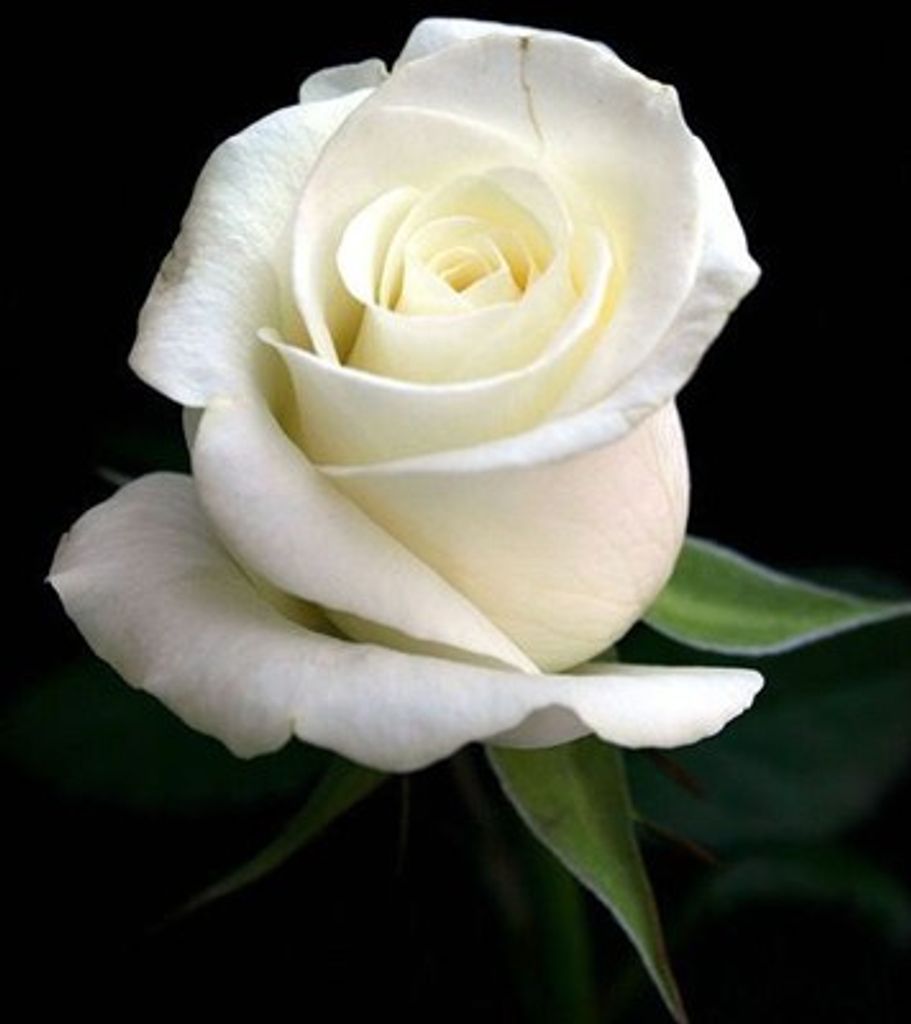 Loucinda White