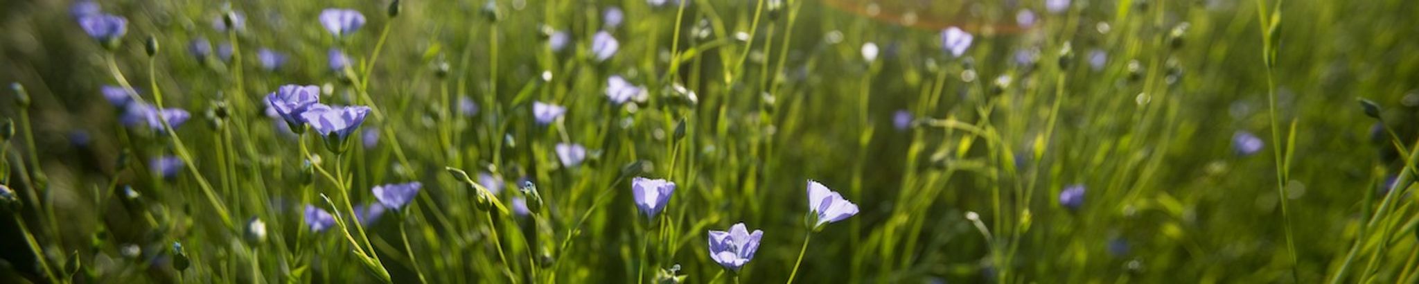 Cover for Carolyn Zempel's Obituary