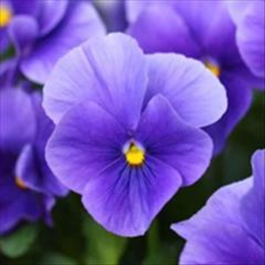 Kolivia Maikaw Vue Profile Photo