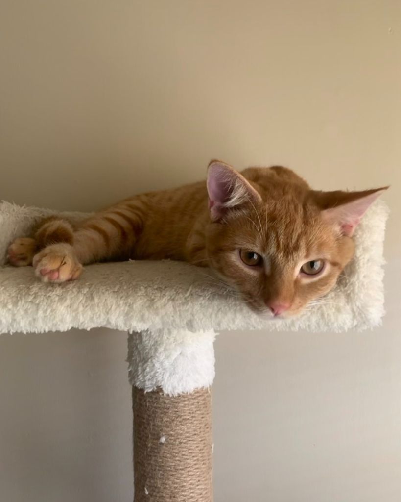 Drake “Little Dragon” Hatcher Profile Photo