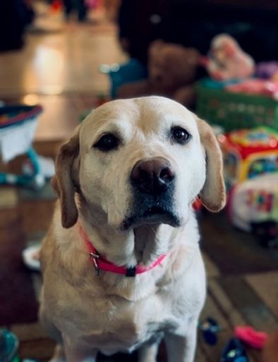 Lexus Linder's obituary image