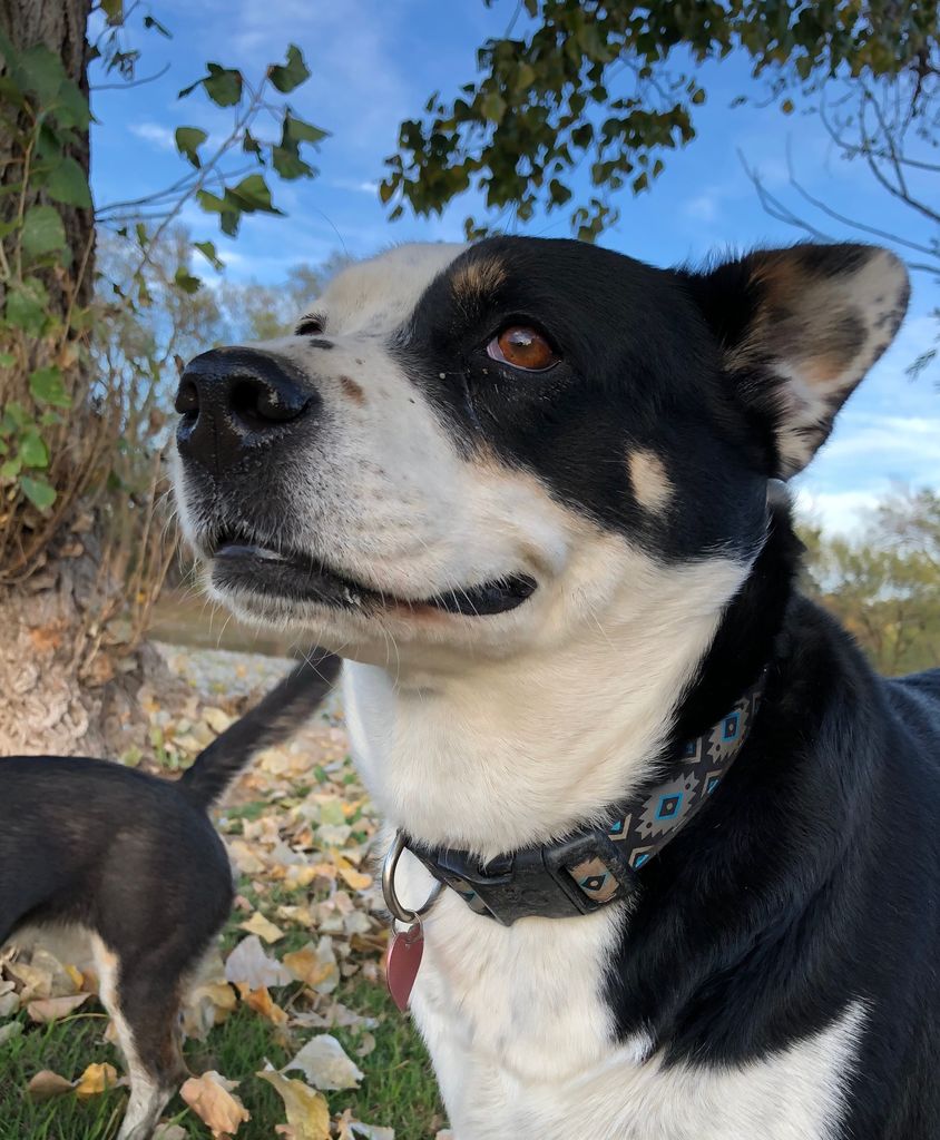 Mordecai Profile Photo