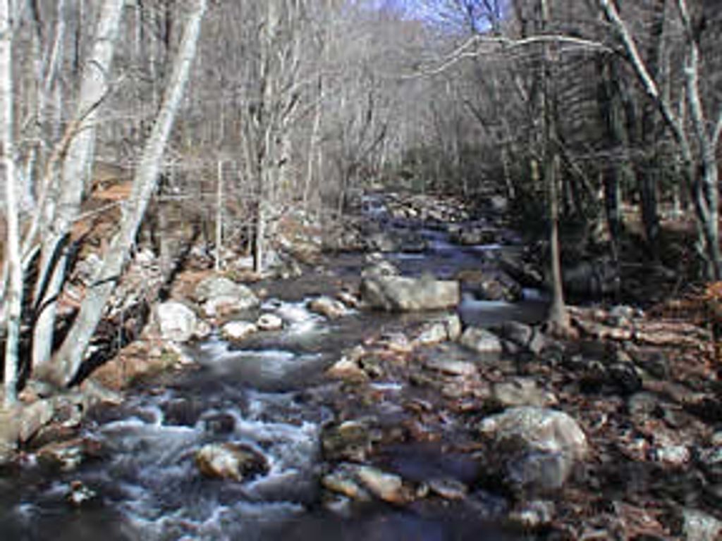 Haven Richard Williams