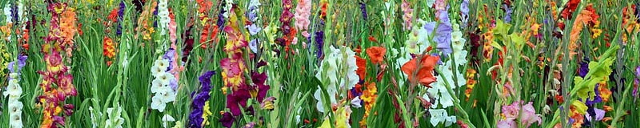 Cover for Deborah Marie Longley's Obituary