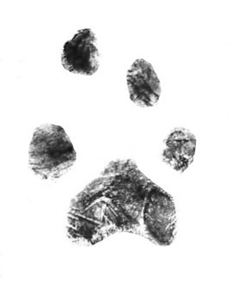 Little Bit Markham Profile Photo