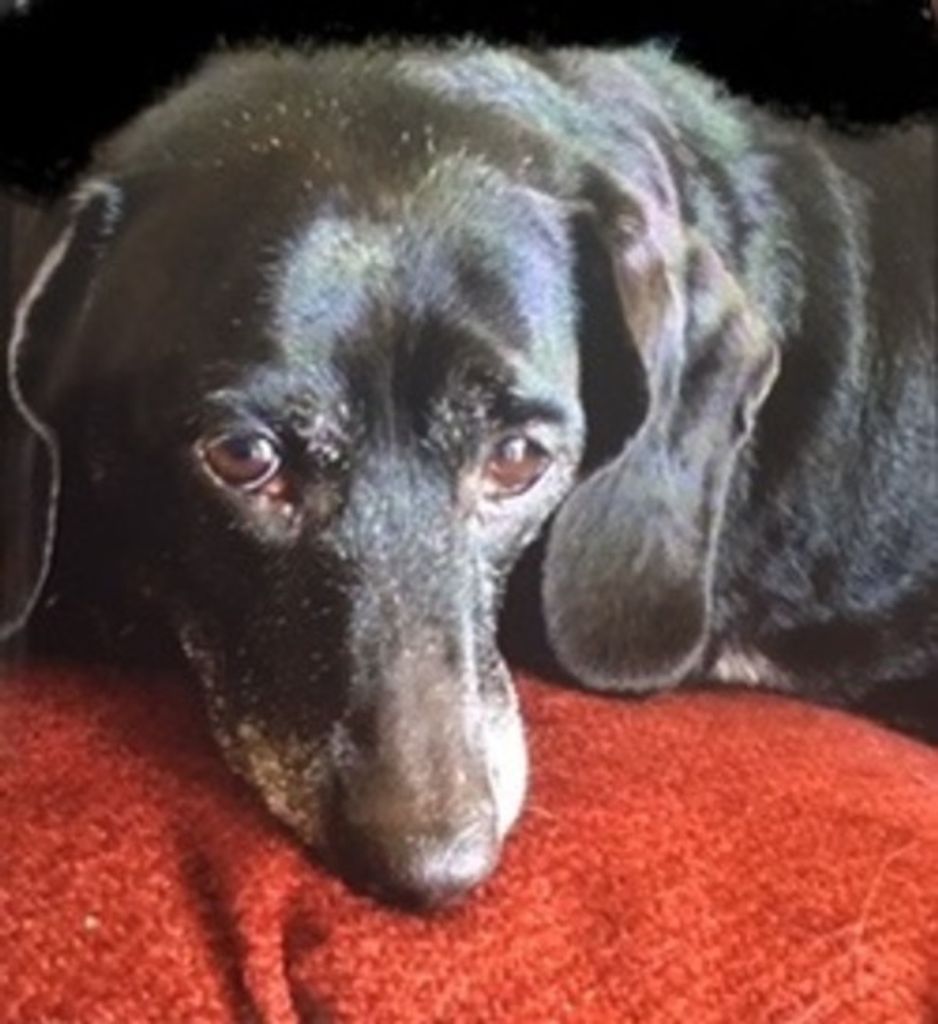 Gidget Fulbright Profile Photo