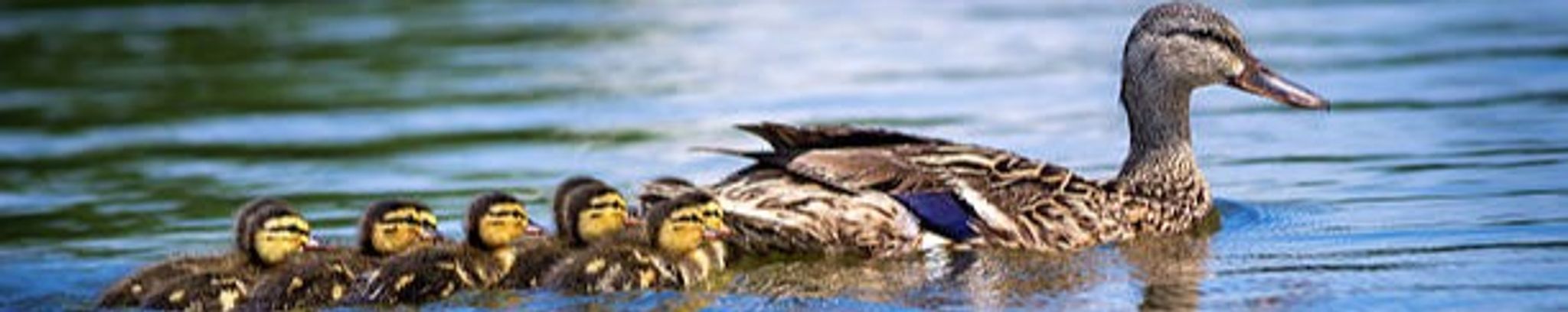 Cover for Tammy Magill's Obituary