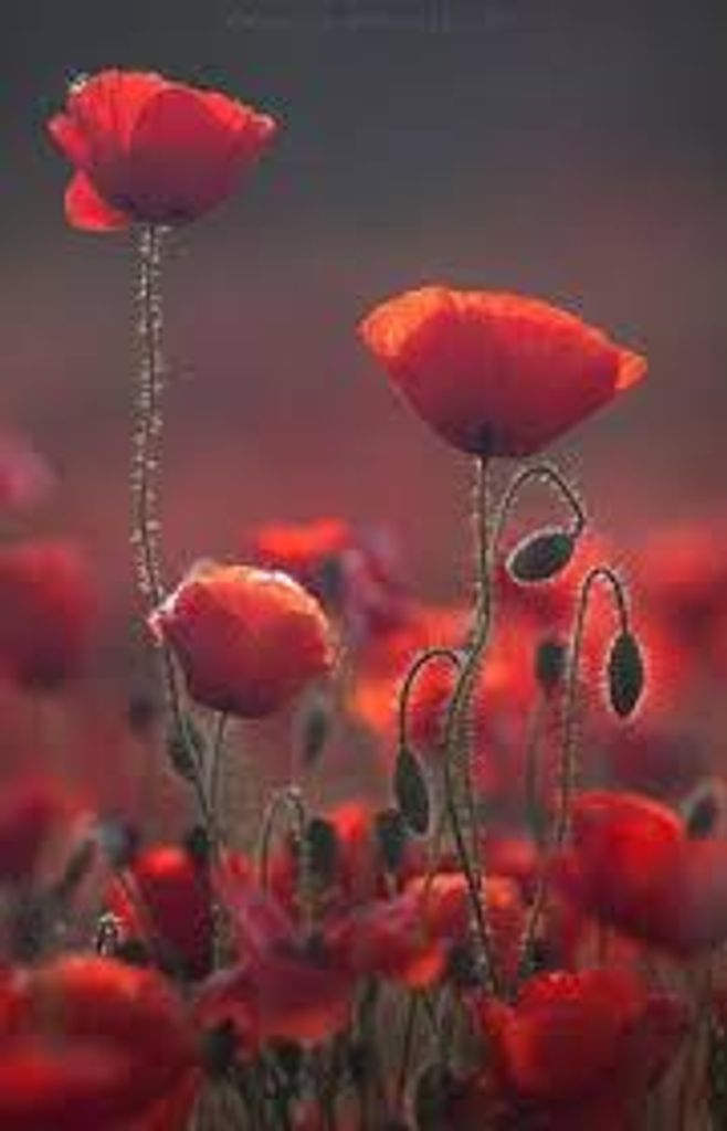 Marva L. (Underwood)  Hill Profile Photo