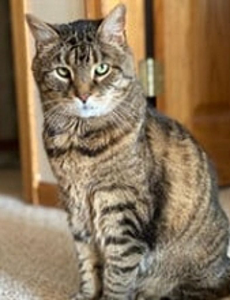 Enzo Bonarrigo Profile Photo